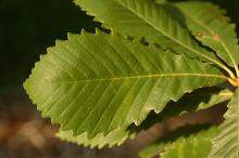 leaf