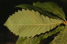 leaf, underside