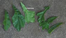 leaves, variation on young tree