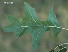 leaf, underside