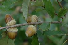 maturing acorns