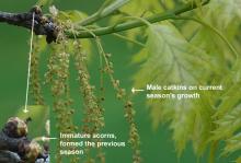 immature acorns, male catkins and leaves