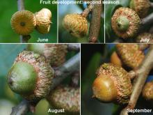 fruit (acorn) development