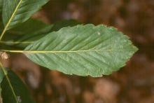 leaf