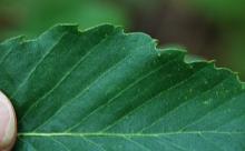leaf surface, margin