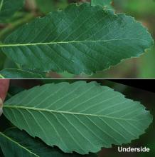 leaf