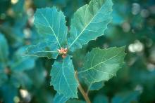 leaves