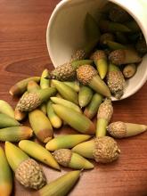 ripening acorns (S. Ruettgers)