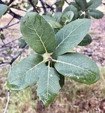 leaves (S. Ruettgers)