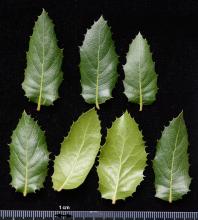 leaves
