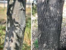 young and old trunk, bark (S. Ruettgers)