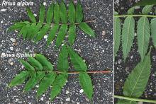 leaf, comparison