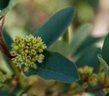 flower cluster and leaves