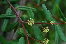 leaves and young flower clusters