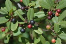 unripe and ripe fruit