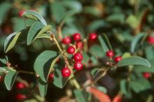 ripening fruit