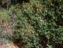 fruiting plant habit, in woods