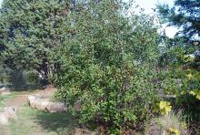 plant habit