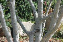 trunks, bark