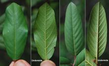 leaves