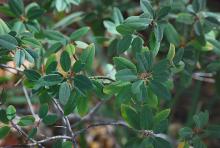 leaves