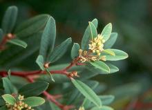 leaves and flowers
