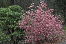 plant habit, flowering