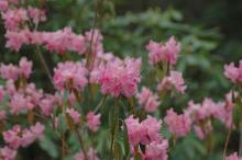 flower clusters and leaves