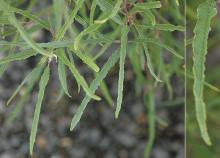 leaves leaves