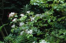 flowering branch