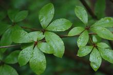 leaves