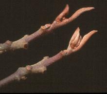 winter twigs and buds