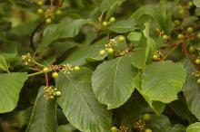 leaves and immature fruit