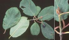 shoot, leaves, fruit, bud