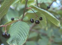 leaves and fruit