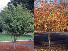 plant habit, summer and fall