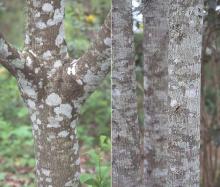 trunk, bark