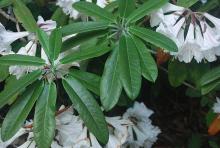 leaves and flower clusters