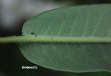 leaf base