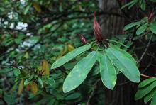 leaves and flower buds