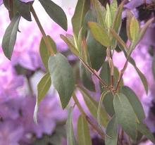 leaves