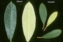 leaves, comparison