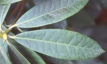 leaves