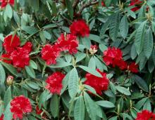 flower clusters and leaves