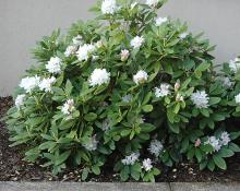 plant habit, flowering