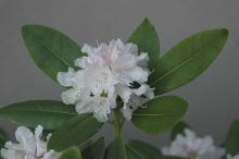 flower clustser and leaves