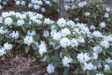 plant habit, flowering