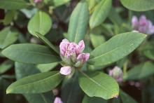 flower buds and leaves