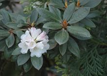 flower cluster and leaves, April
