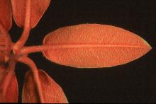 mature leaves, underside (indumentum)